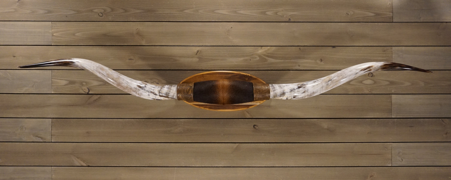 6' 9" Longhorn Wall Mount #202