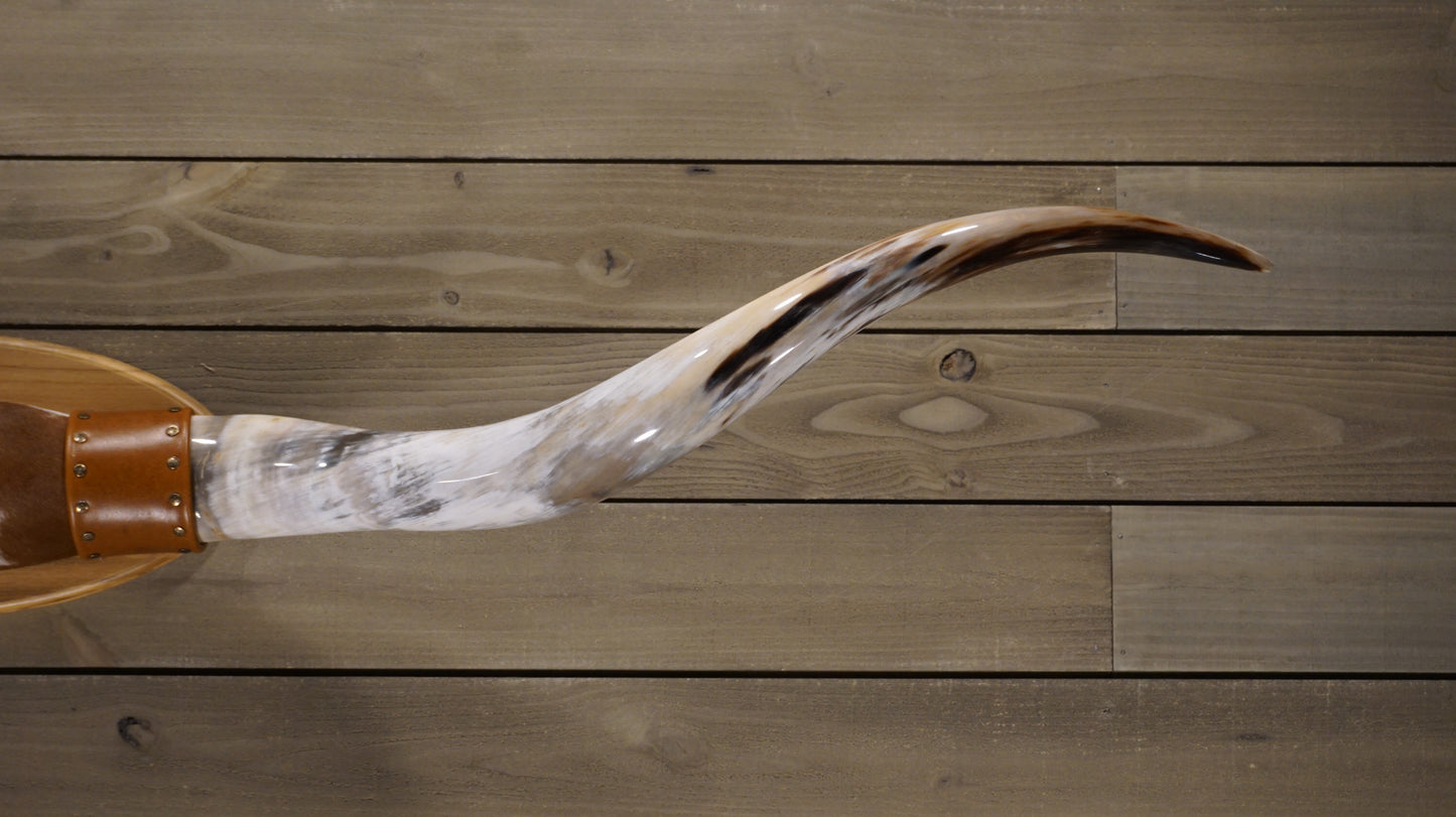 6' 3" Longhorn Wall Mount #210