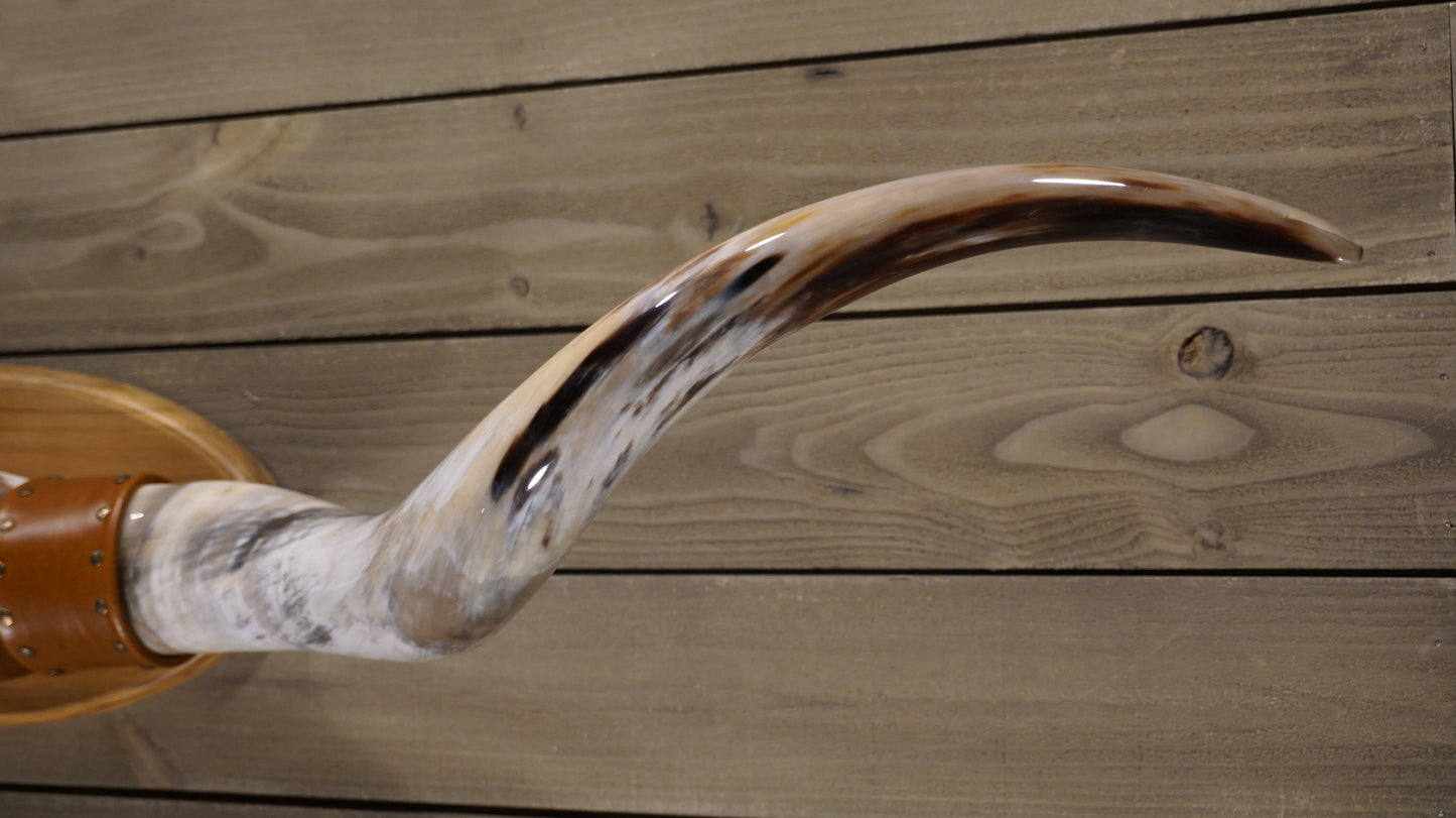 6' 3" Longhorn Wall Mount #210