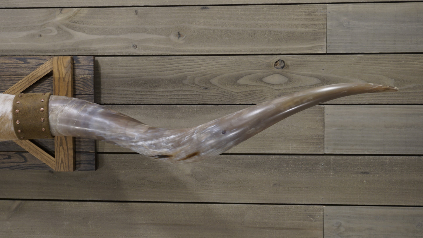 6' 9" Longhorn Wall Mount #213