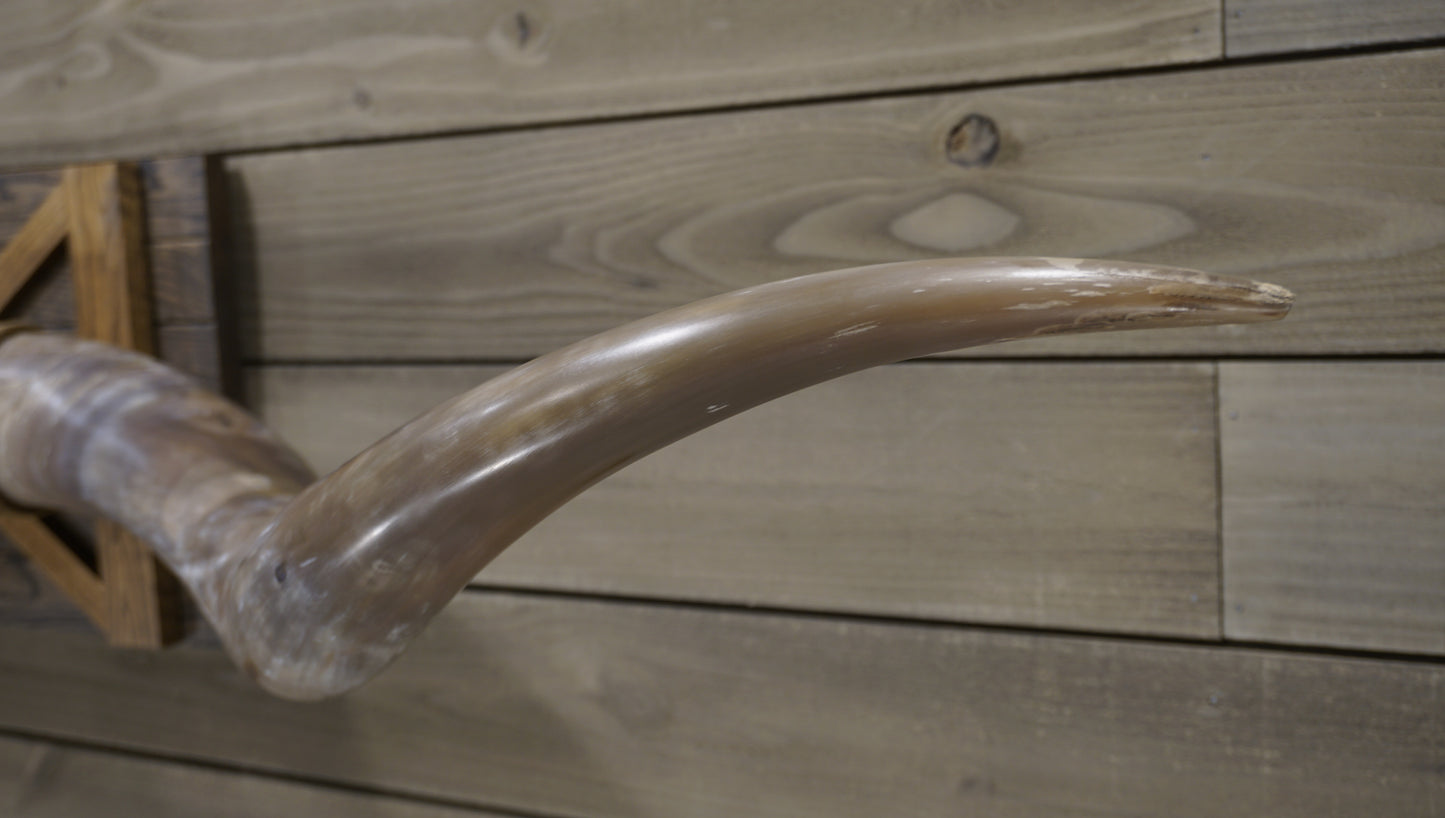 6' 9" Longhorn Wall Mount #213