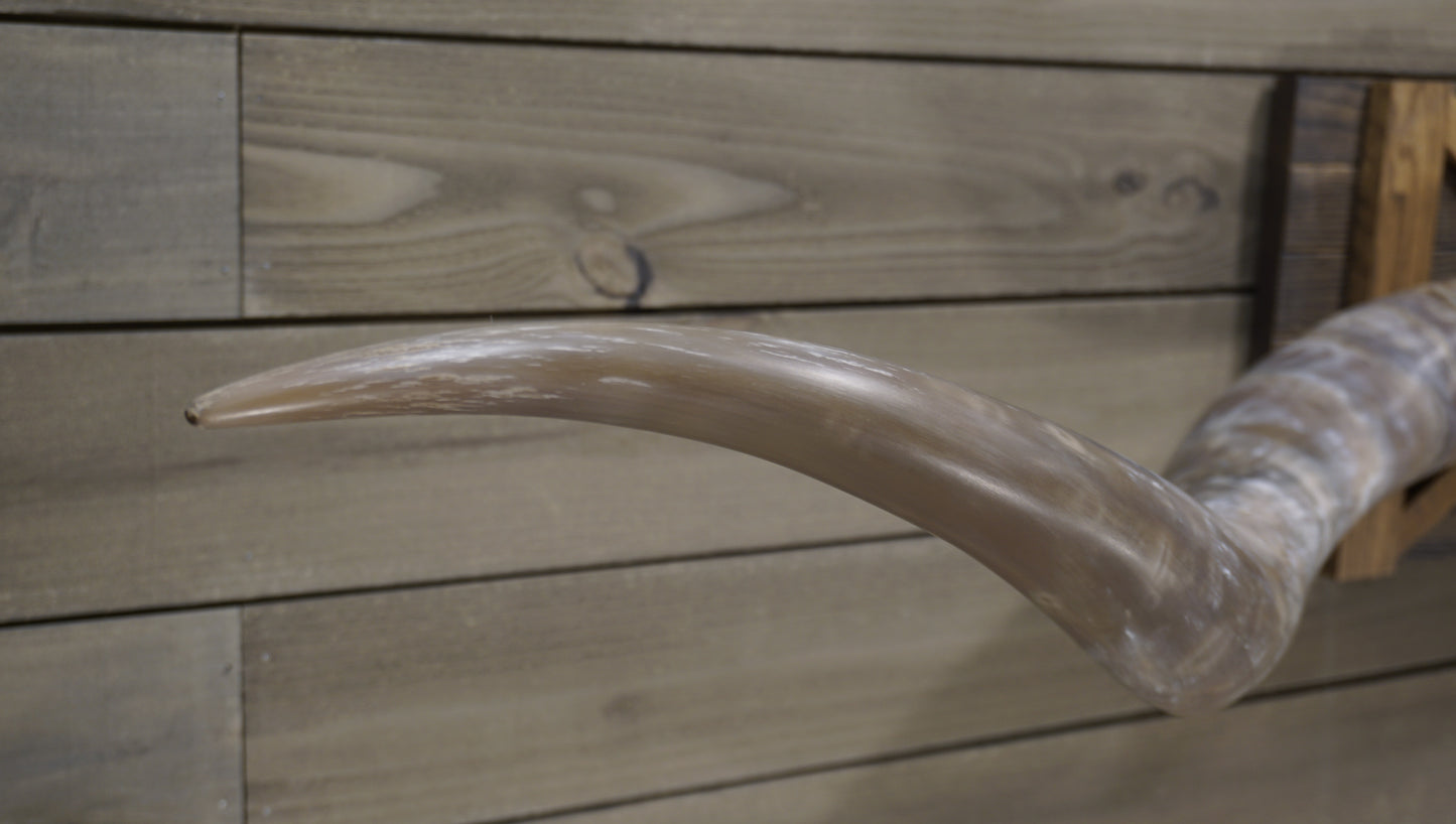 6' 9" Longhorn Wall Mount #213