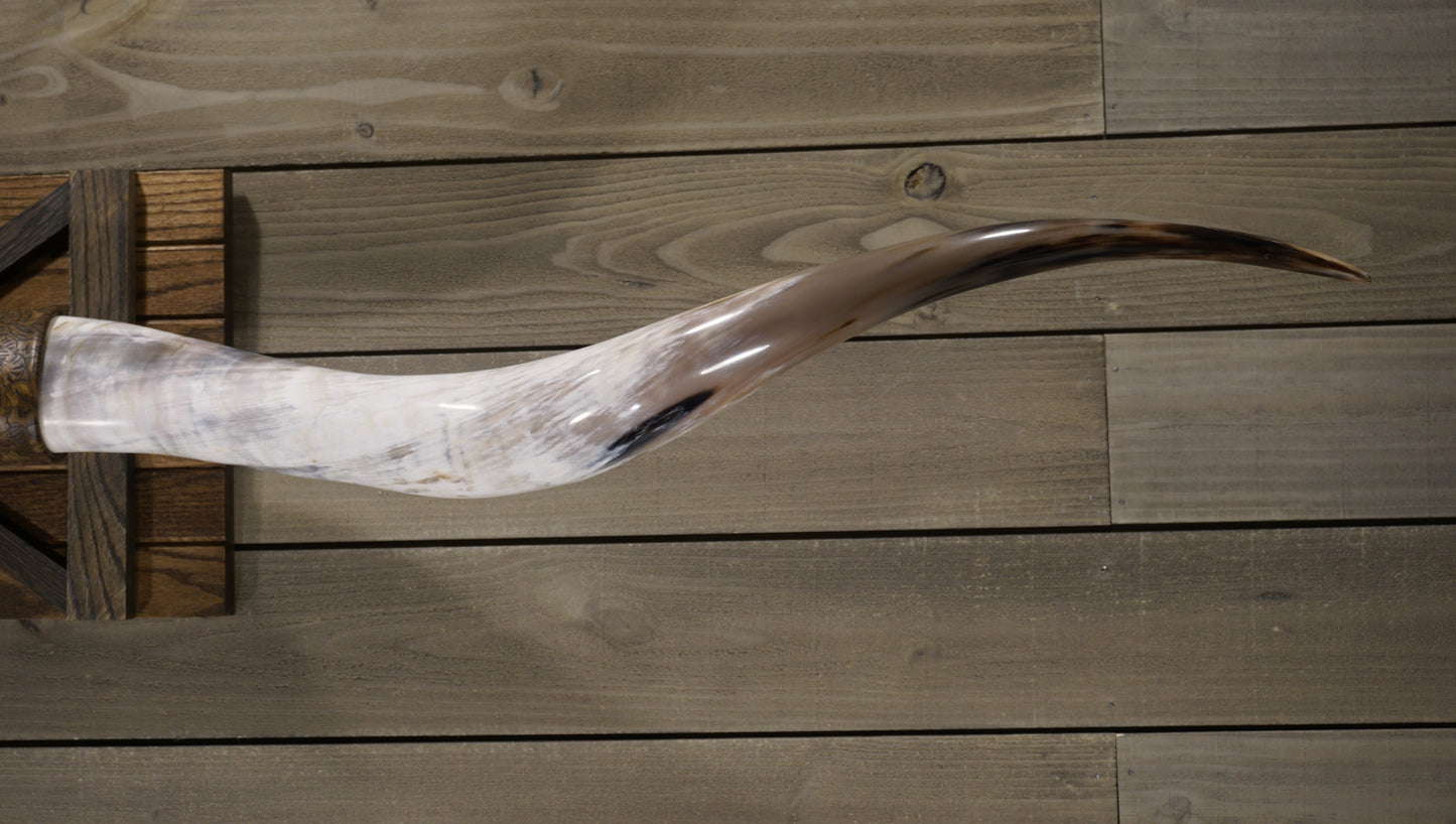 6'7" Longhorn Wall Mount #218