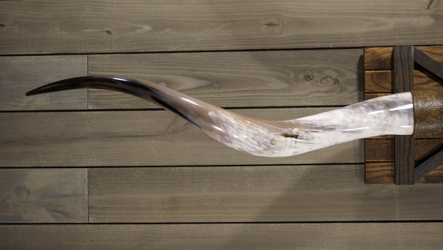 6'7" Longhorn Wall Mount #218