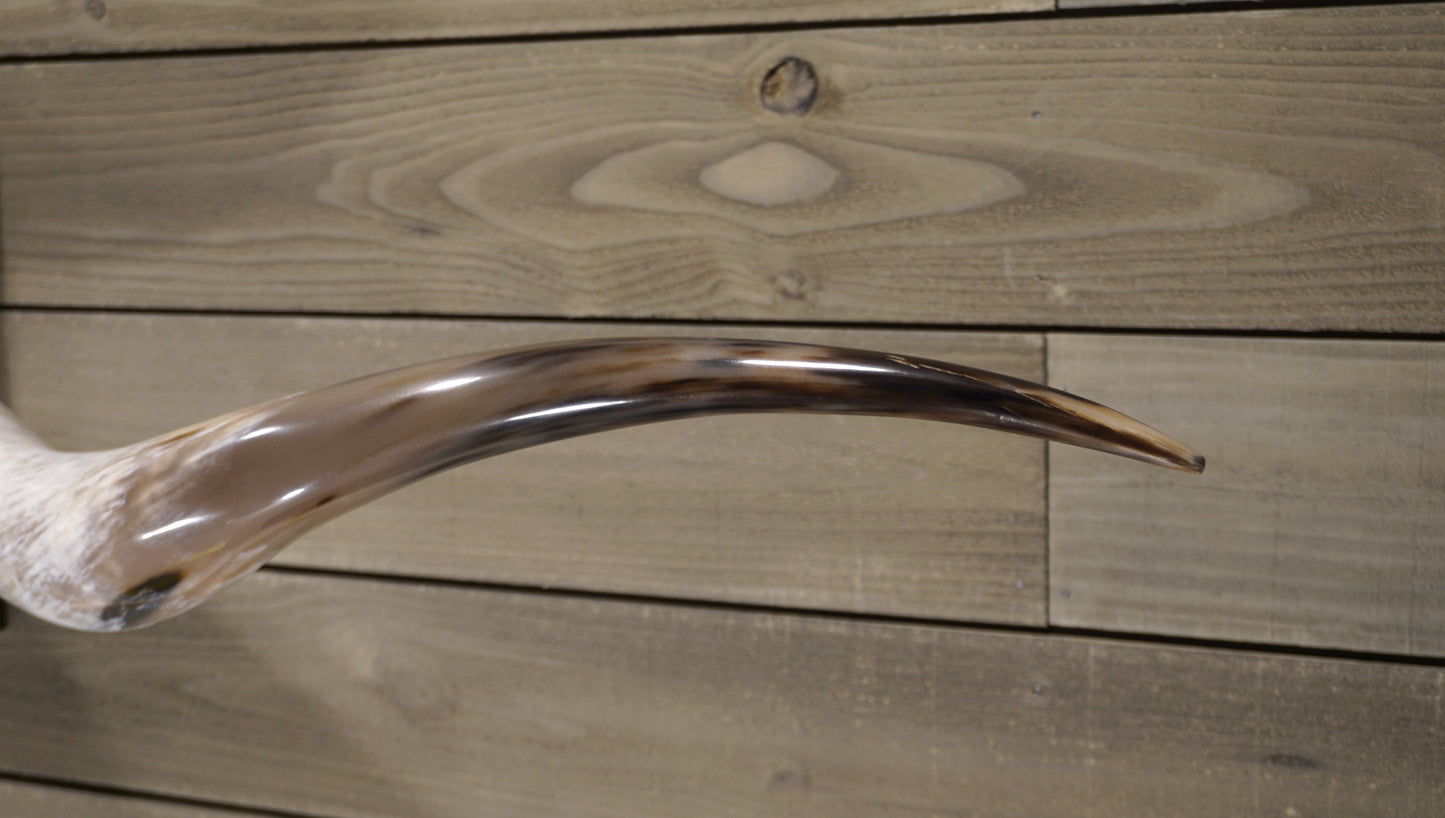 6'7" Longhorn Wall Mount #218