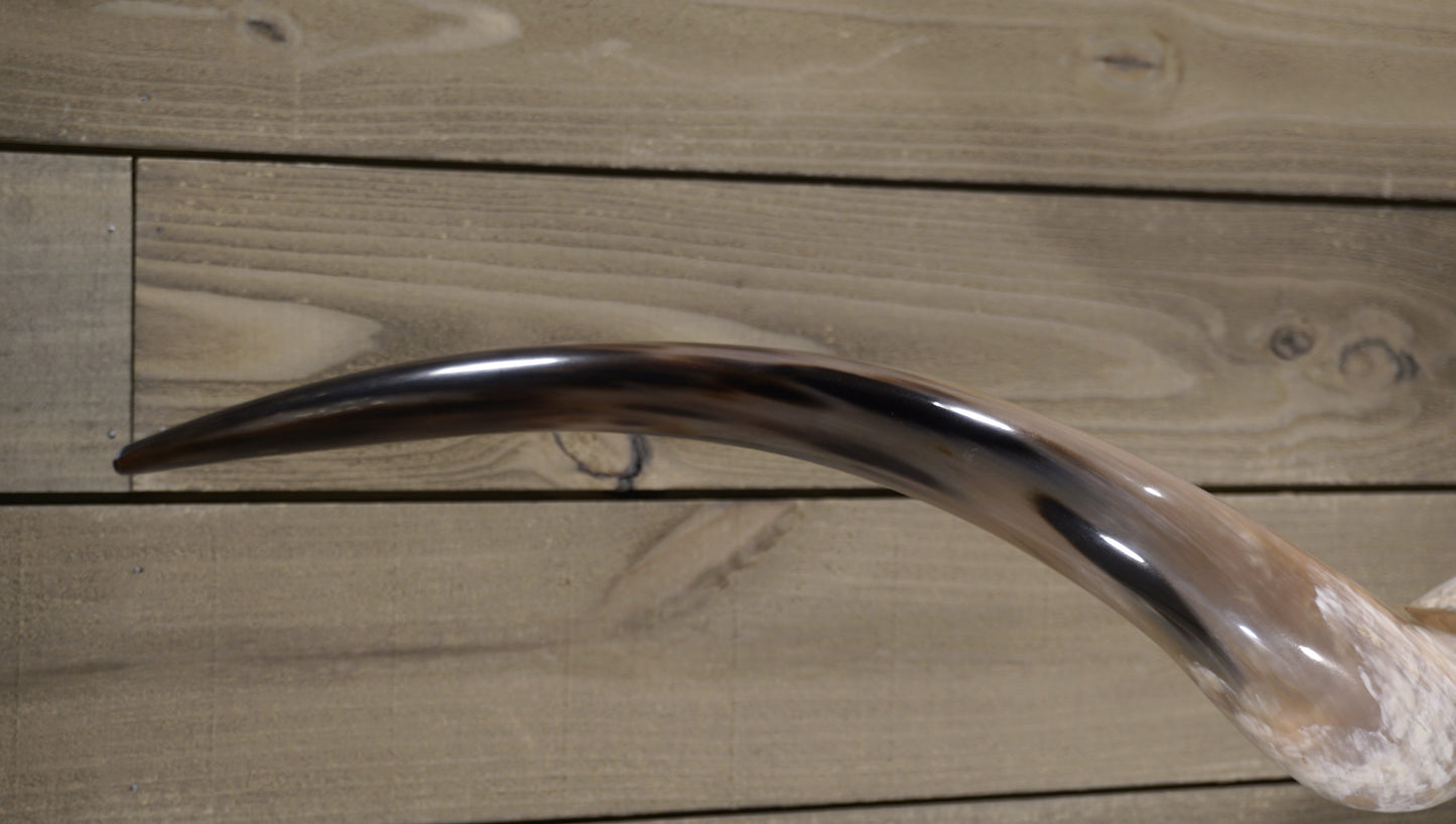 6'7" Longhorn Wall Mount #218