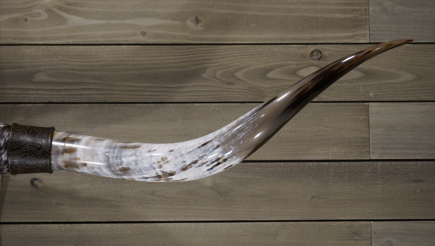 6' 0" Longhorn Wall Mount #222