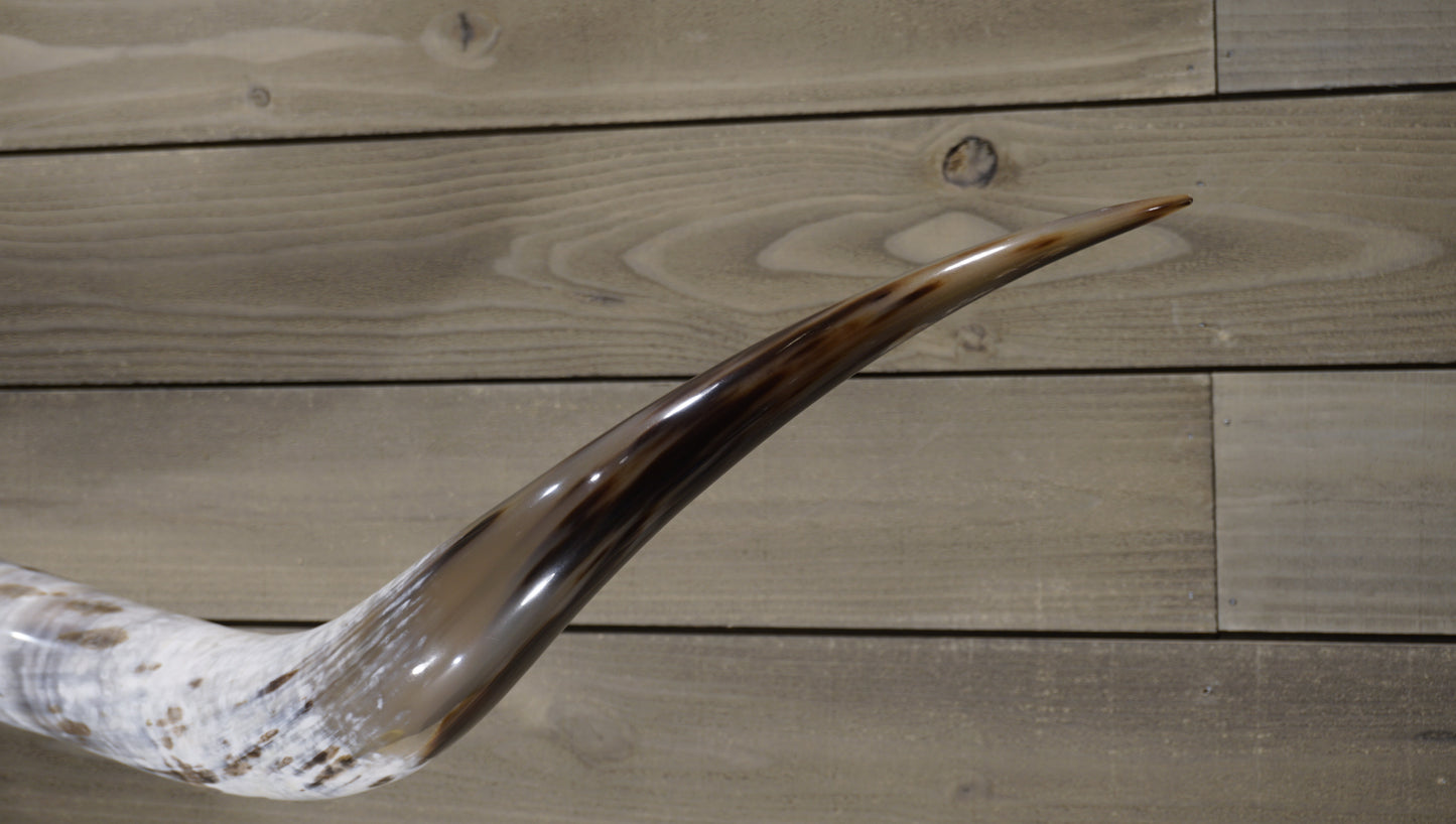 6' 0" Longhorn Wall Mount #222