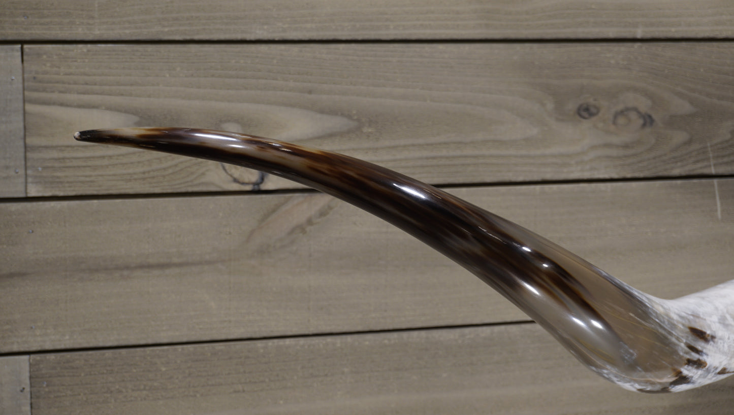 6' 0" Longhorn Wall Mount #222