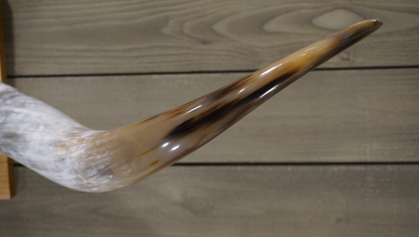 5' 1" Longhorn Wall Mount #226