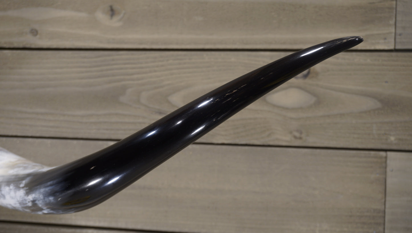 5' 8" Longhorn Wall Mount #227