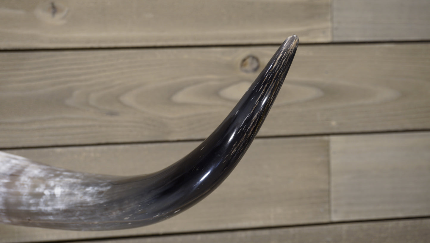 4' 7" Longhorn Wall Mount #232