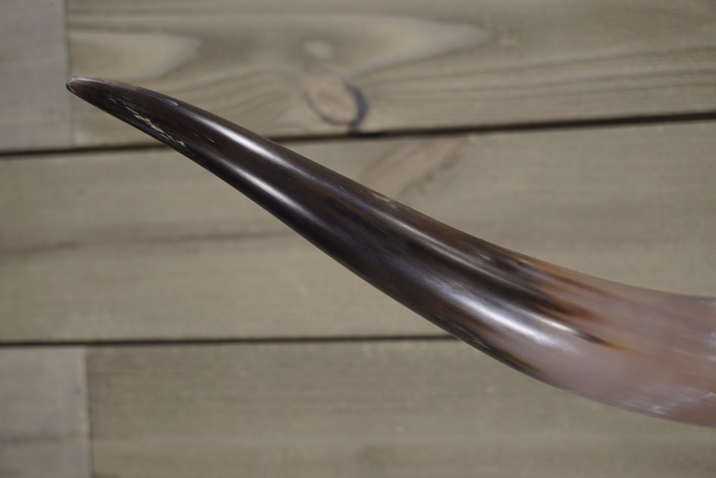 5' 0" Longhorn Wall Mount #238