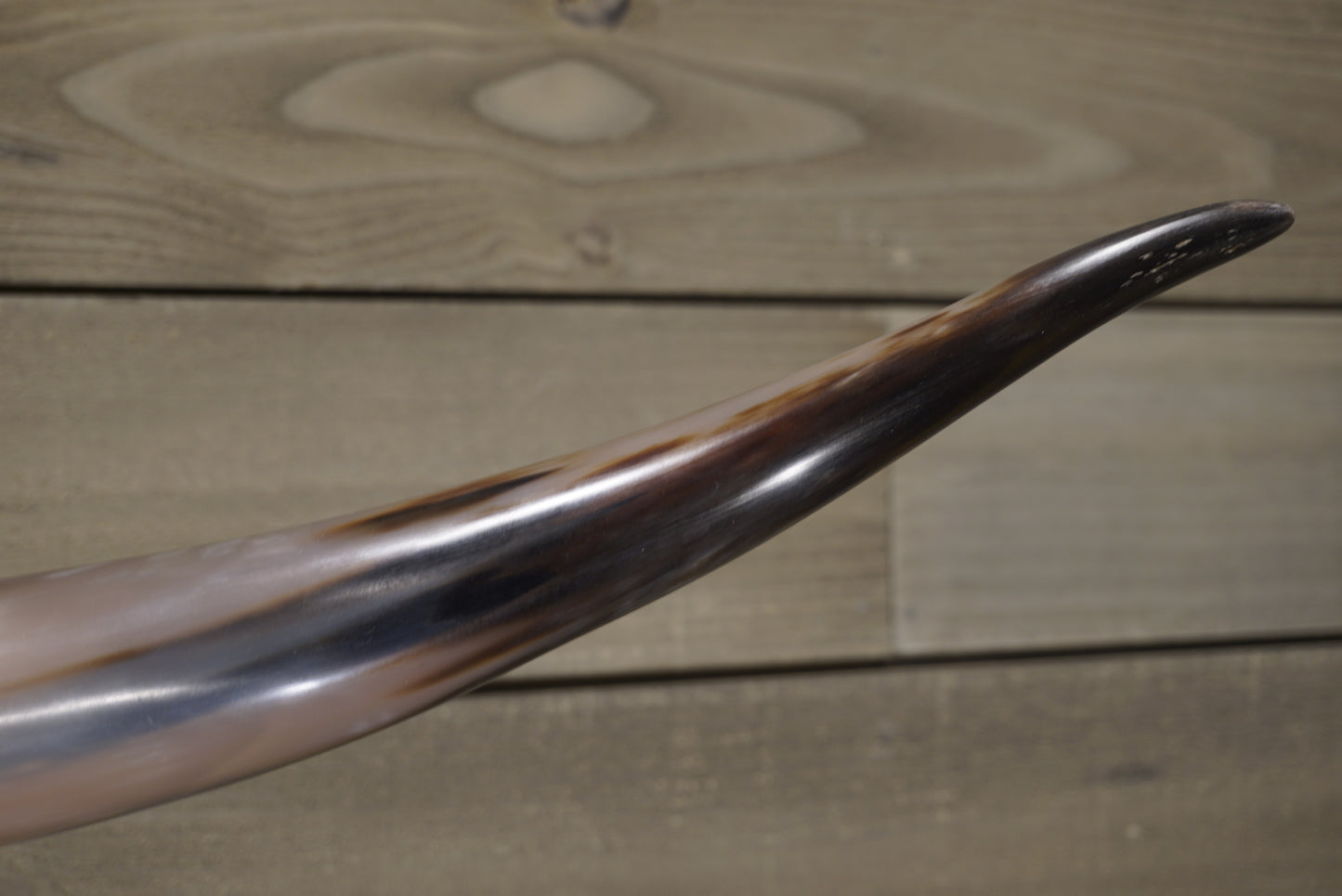 5' 0" Longhorn Wall Mount #238