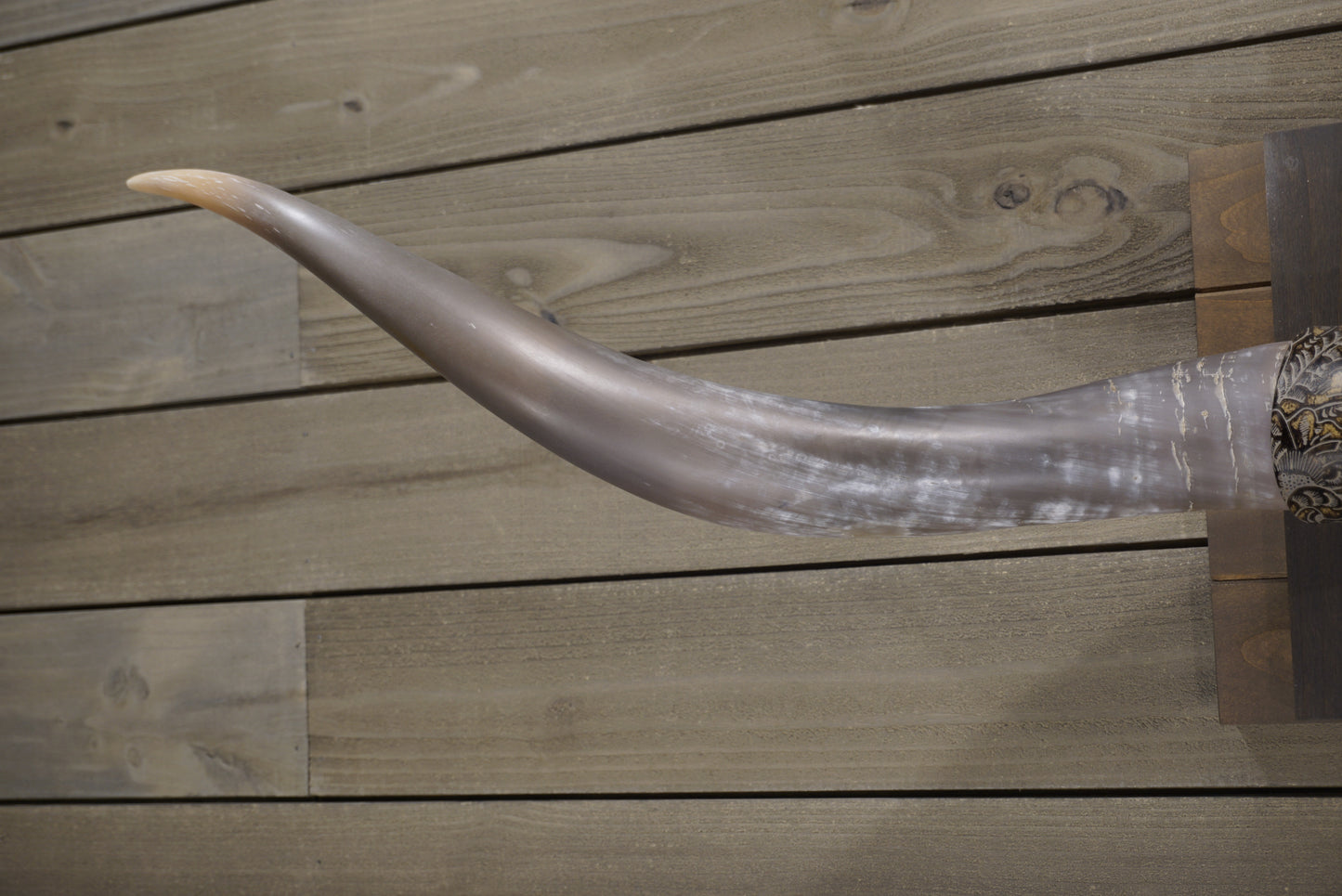 5' 5" Longhorn Wall Mount #239