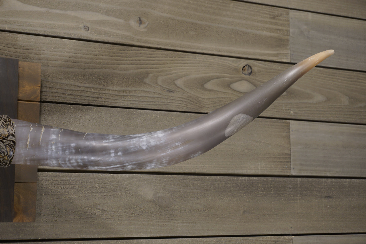 5' 5" Longhorn Wall Mount #239