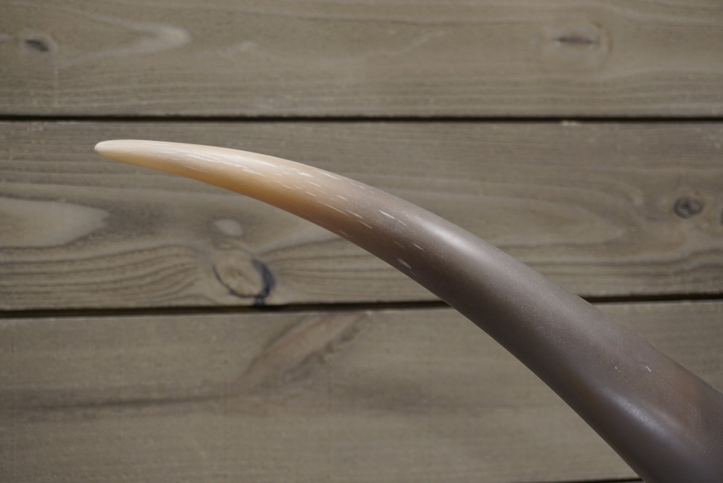 5' 5" Longhorn Wall Mount #239