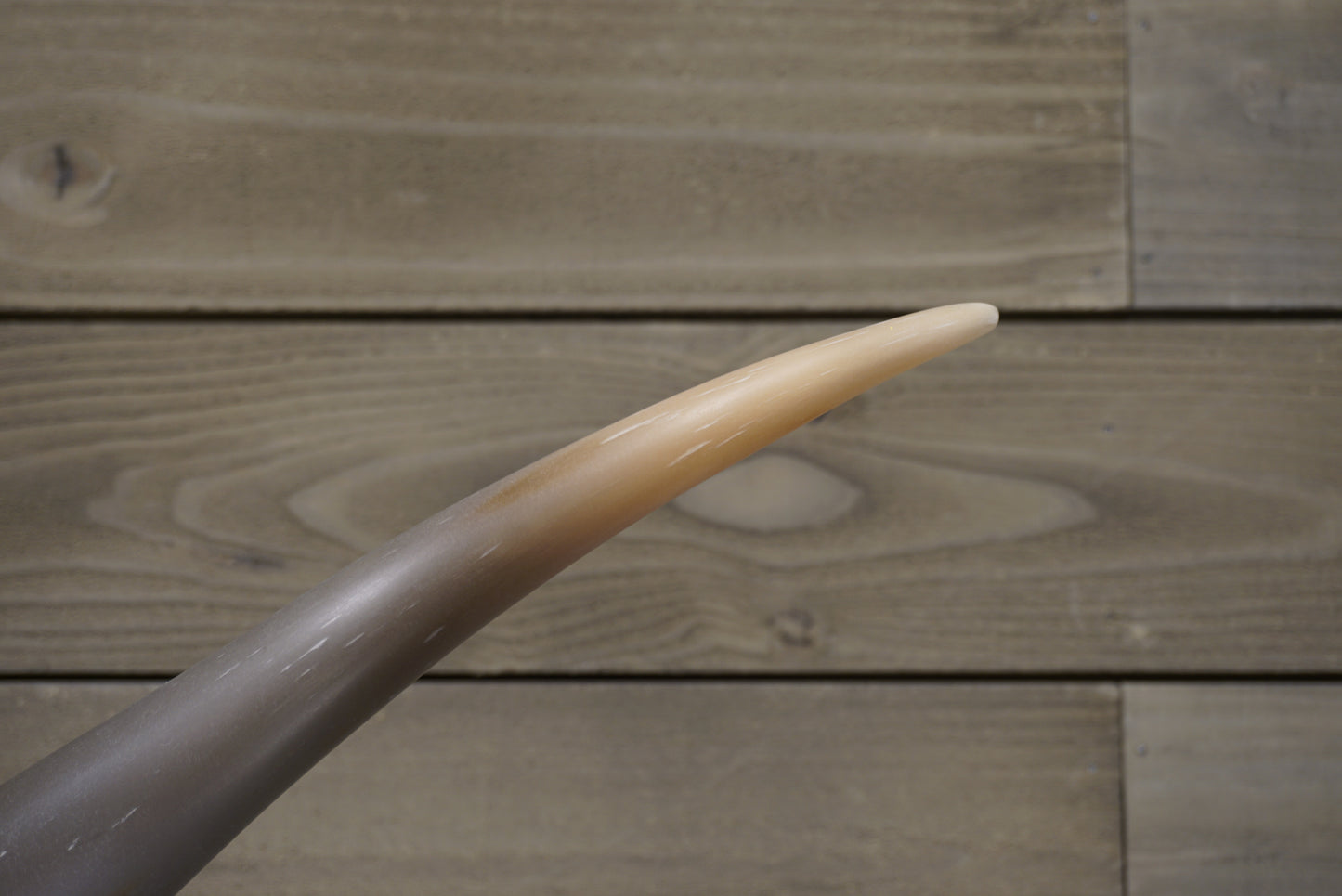 5' 5" Longhorn Wall Mount #239