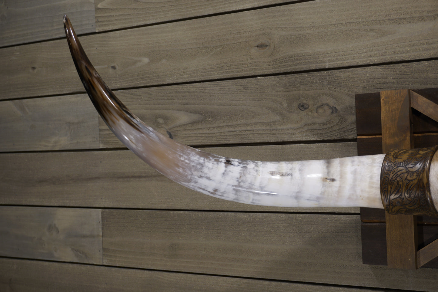 4' 2" Longhorn Wall Mount #240