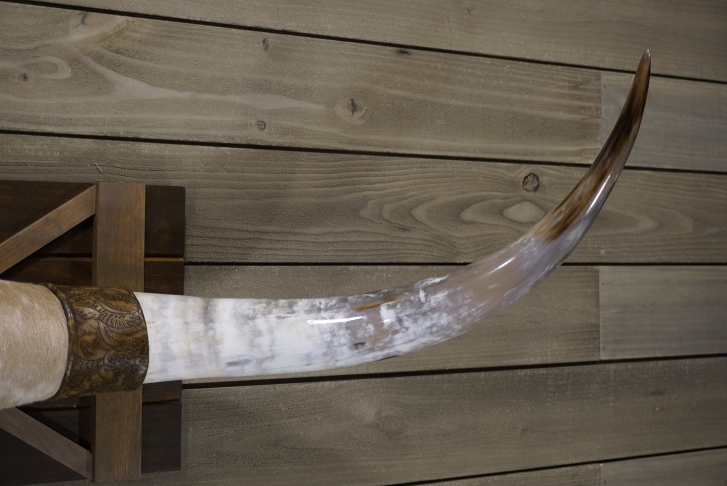 4' 2" Longhorn Wall Mount #240