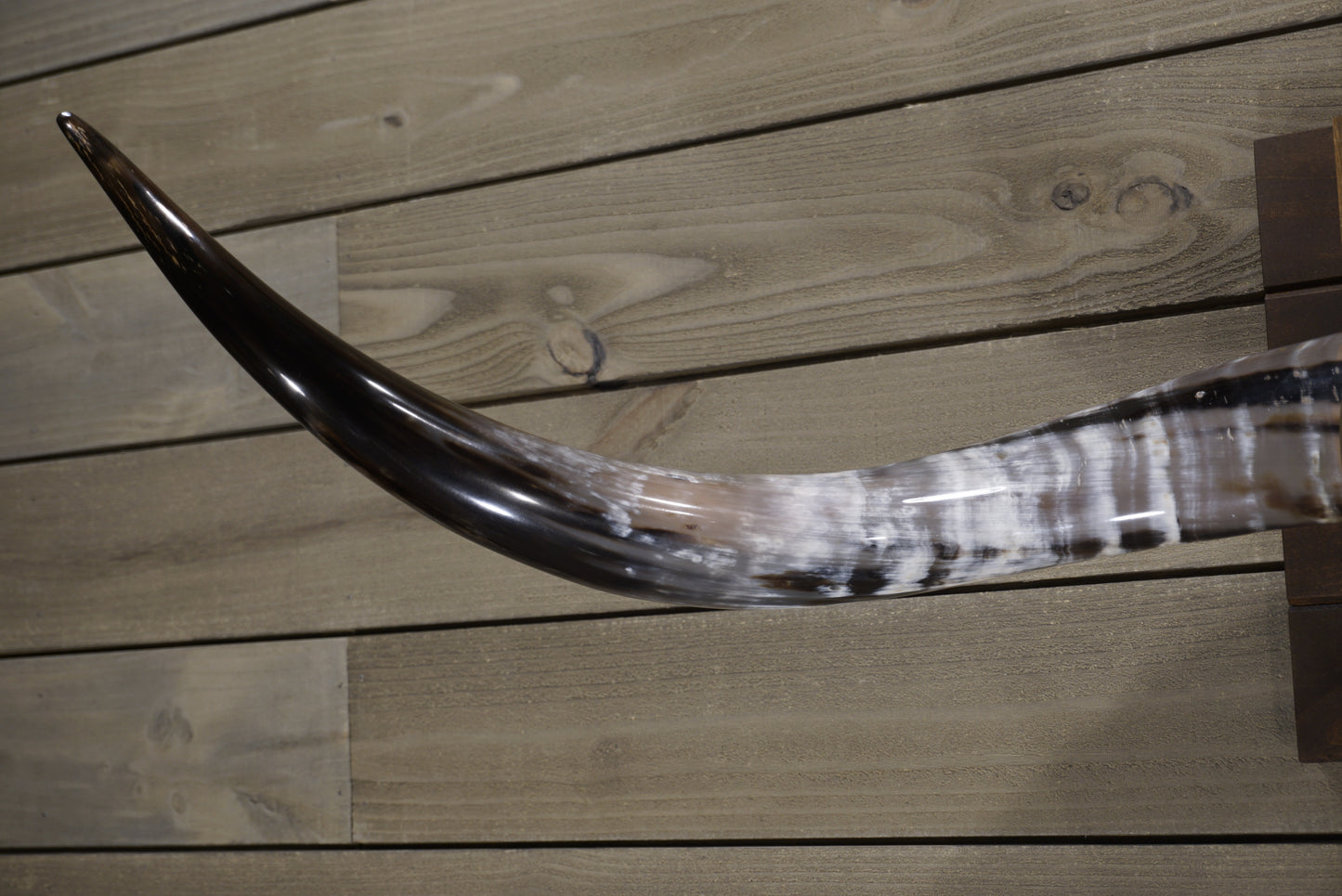4' 8" Longhorn Wall Mount #241