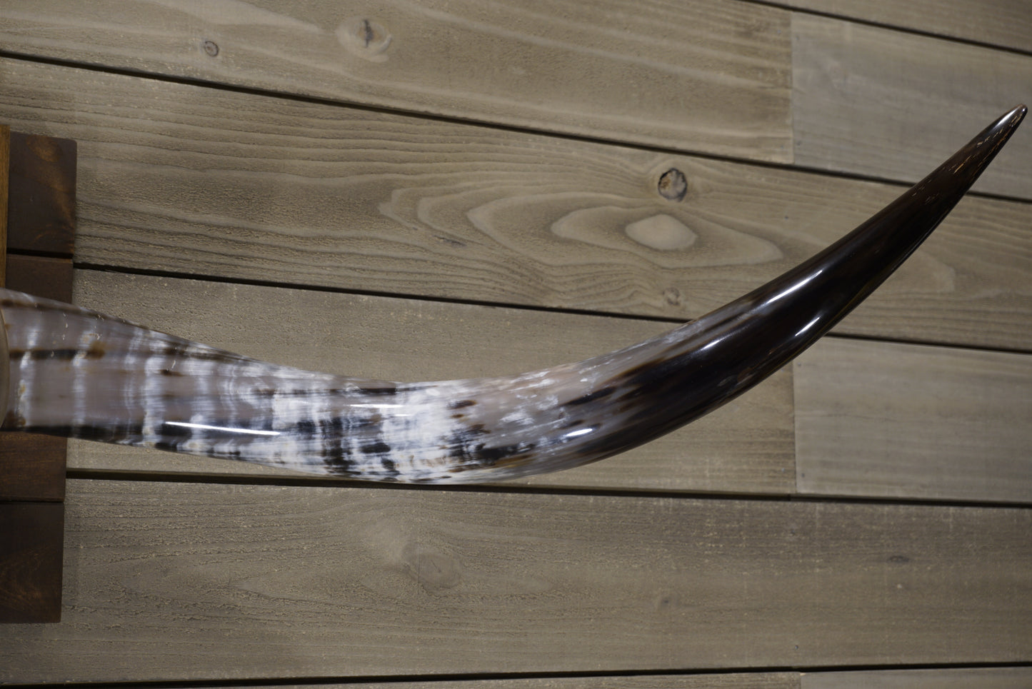 4' 8" Longhorn Wall Mount #241