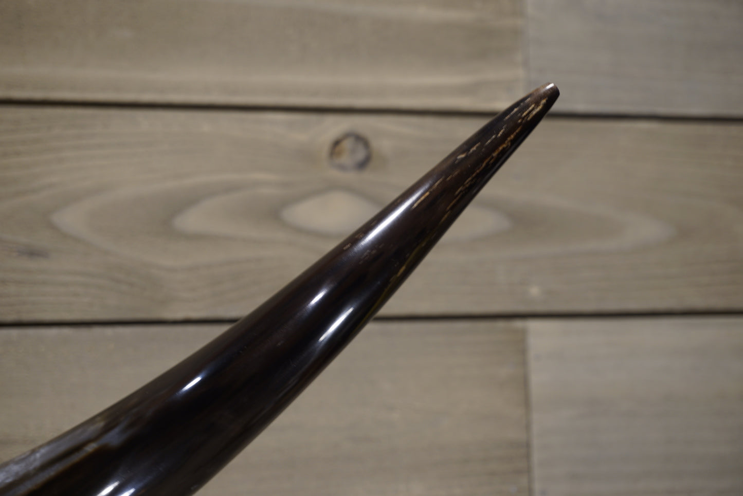 4' 8" Longhorn Wall Mount #241