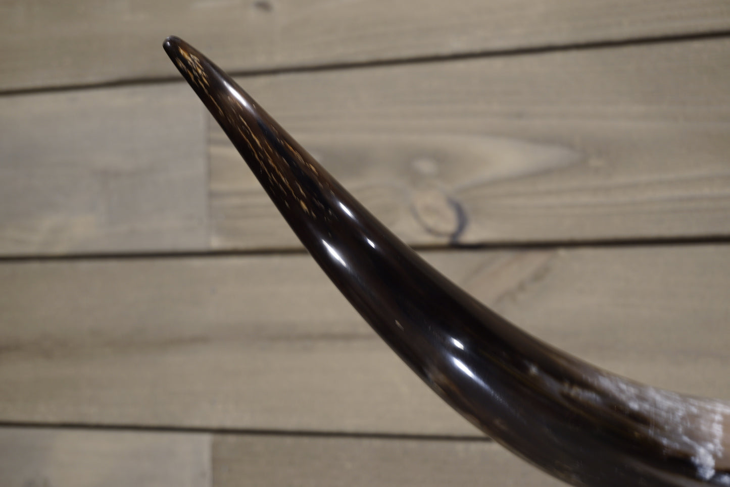 4' 8" Longhorn Wall Mount #241
