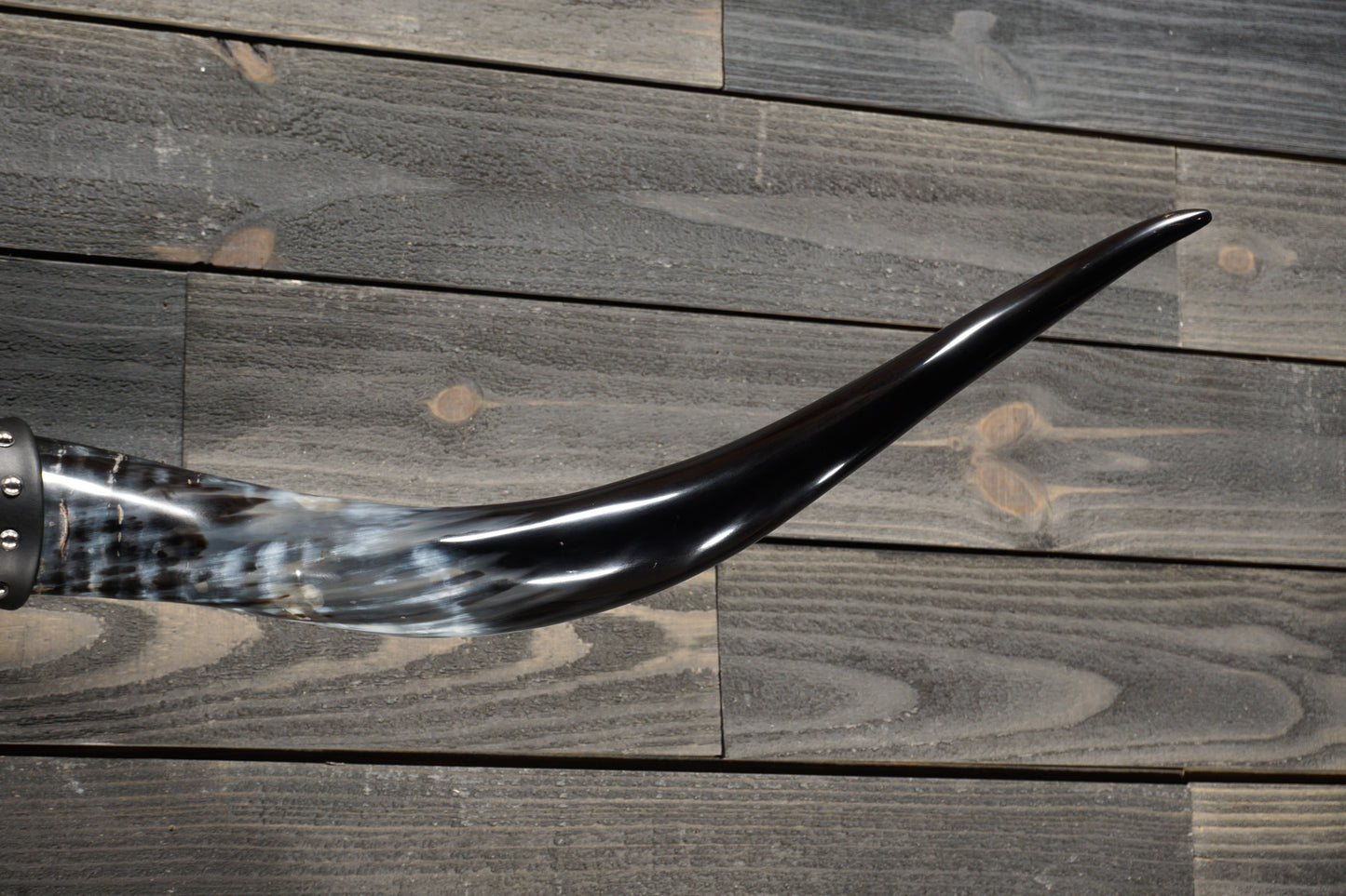 5' 1" Longhorn Wall Mount #276