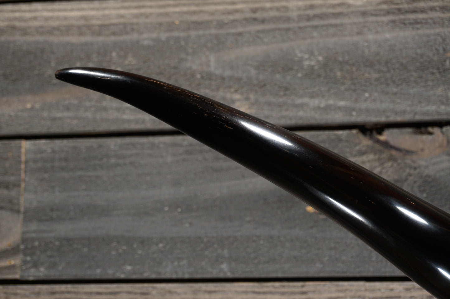 5' 1" Longhorn Wall Mount #276