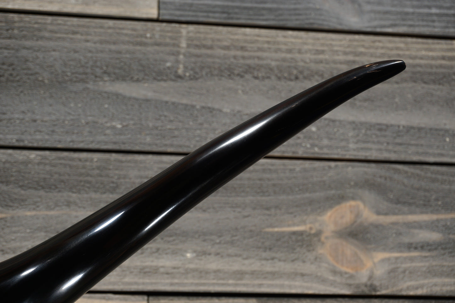 5' 1" Longhorn Wall Mount #276