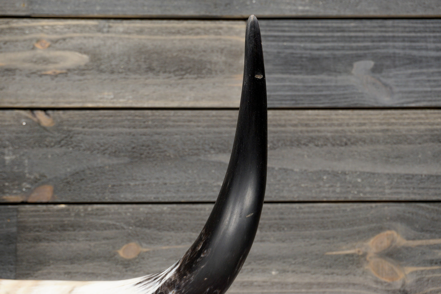 4' 1" Longhorn Wall Mount #287