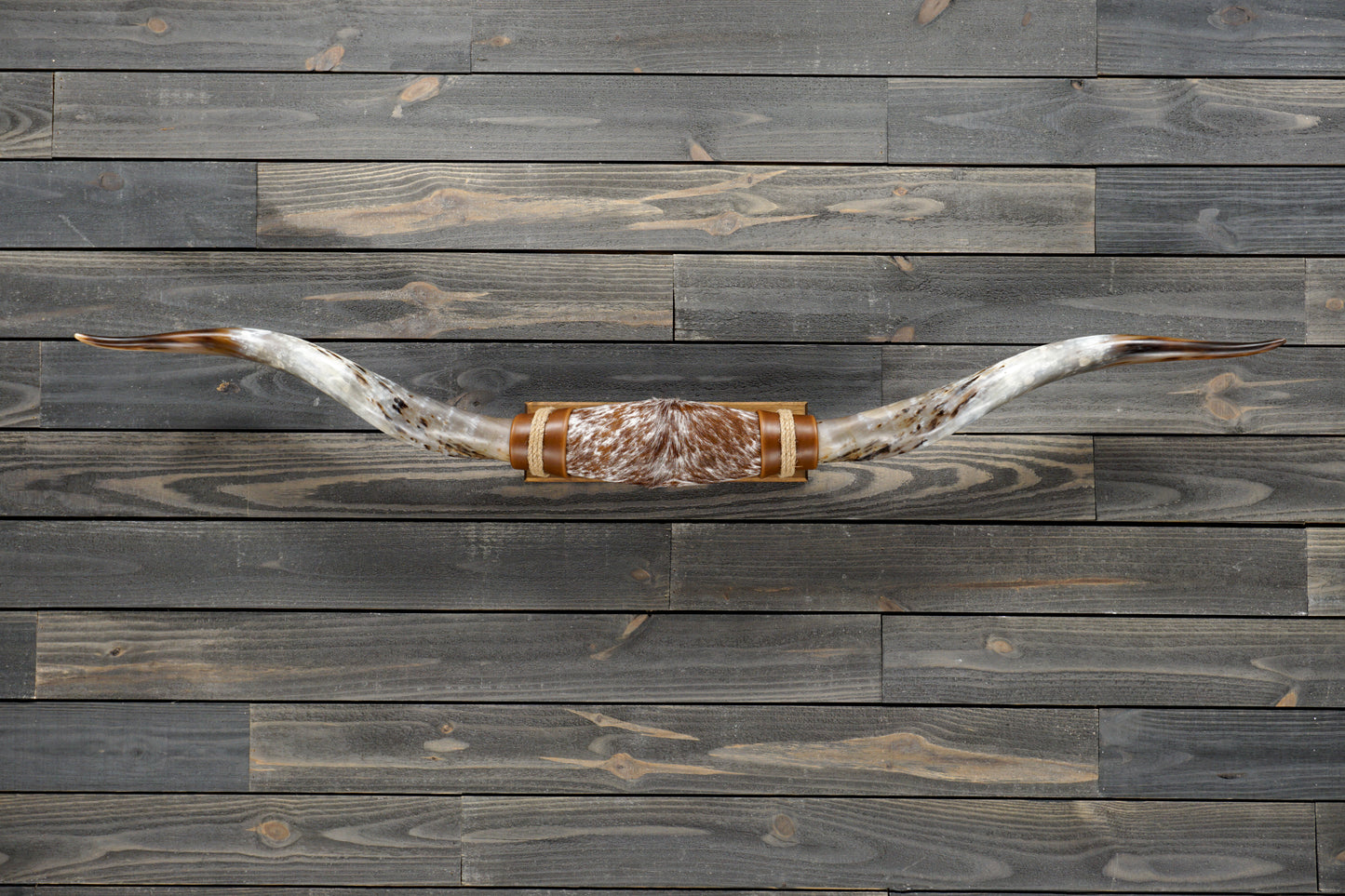 5' 6" Longhorn Wall Mount #272
