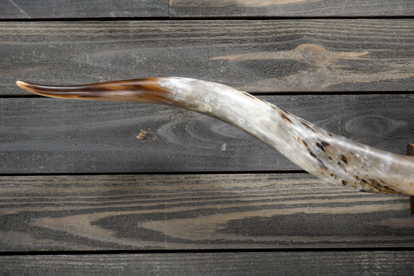 5' 6" Longhorn Wall Mount #272