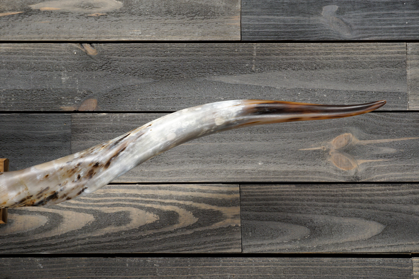 5' 6" Longhorn Wall Mount #272