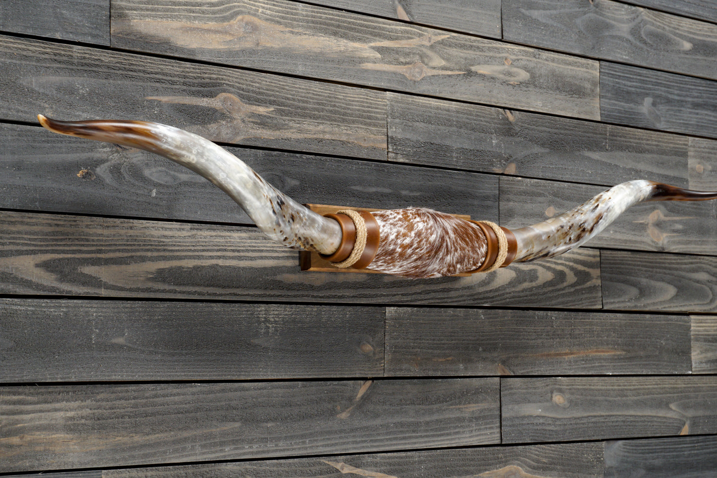 5' 6" Longhorn Wall Mount #272
