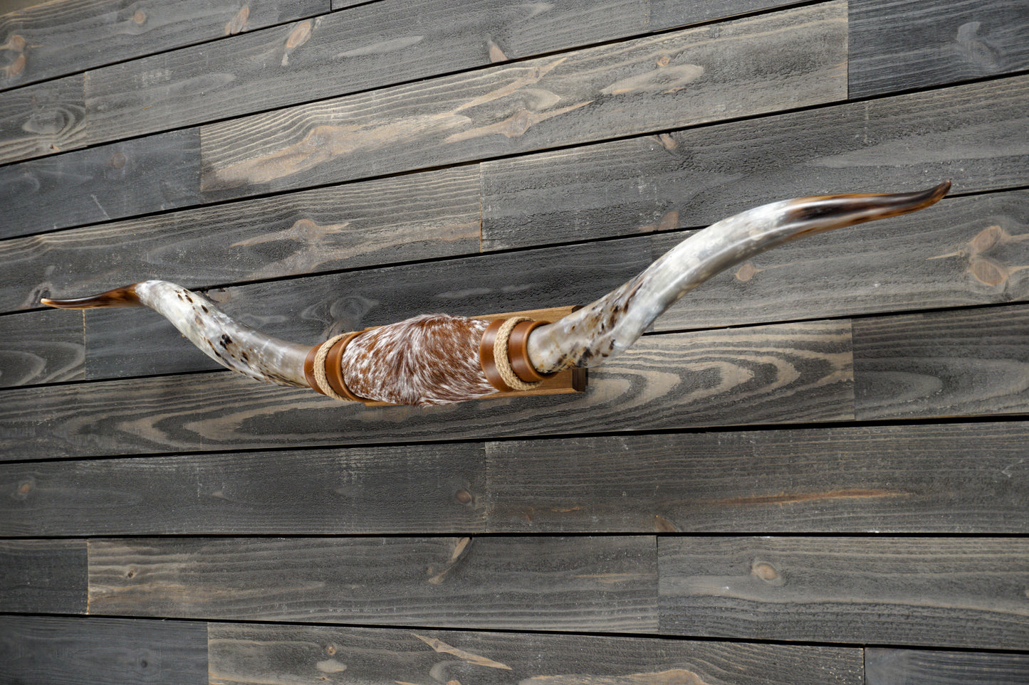 5' 6" Longhorn Wall Mount #272