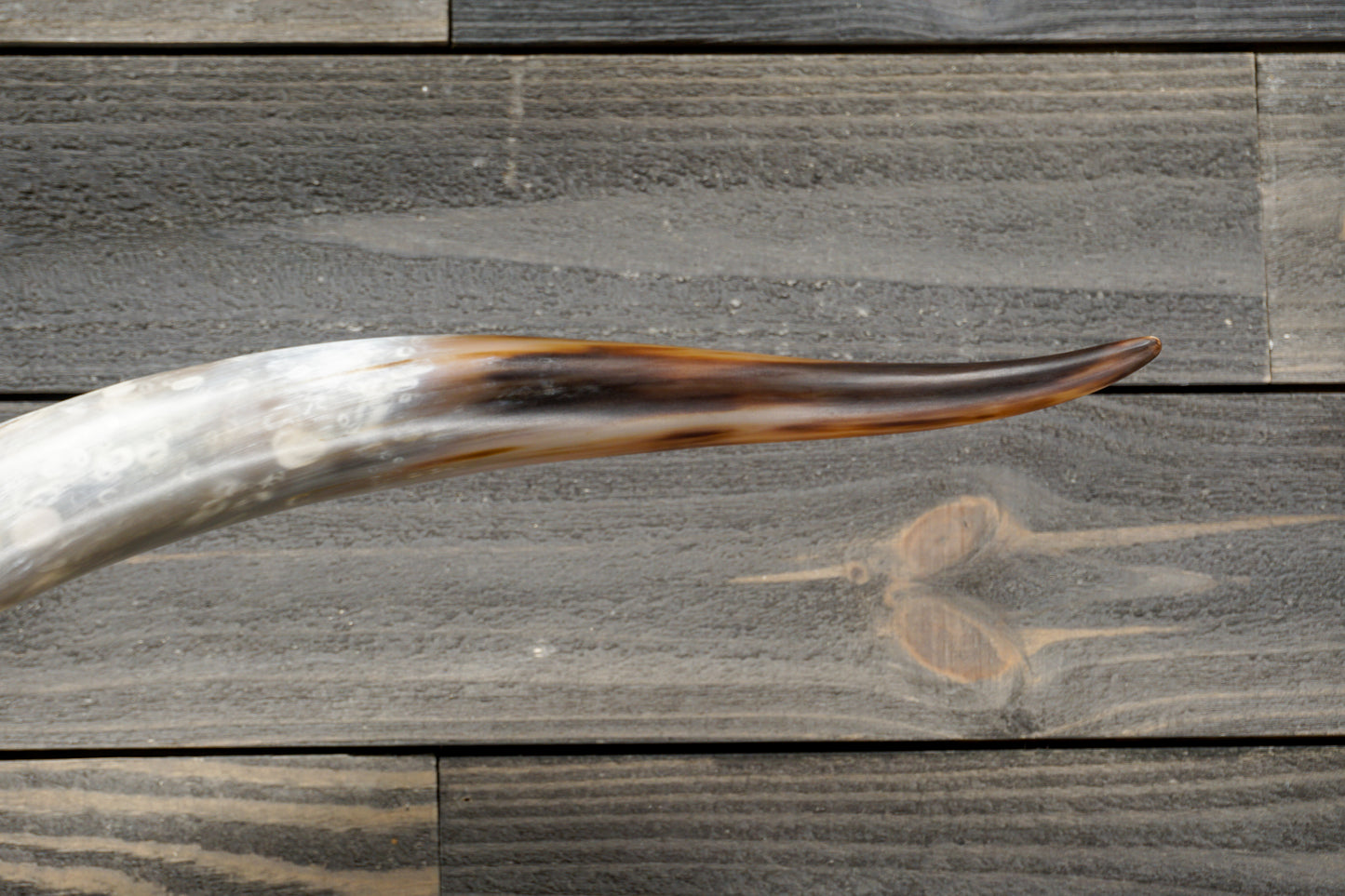 5' 6" Longhorn Wall Mount #272