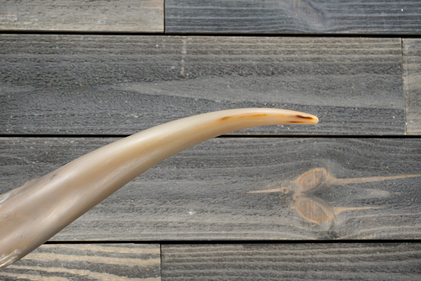 5' 0" Longhorn Wall Mount #284