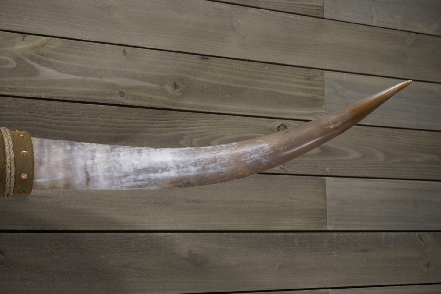 5' 9" Longhorn Wall Mount #244