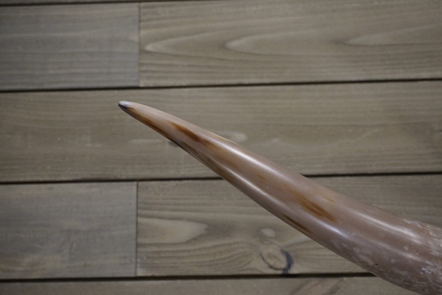 5' 9" Longhorn Wall Mount #244