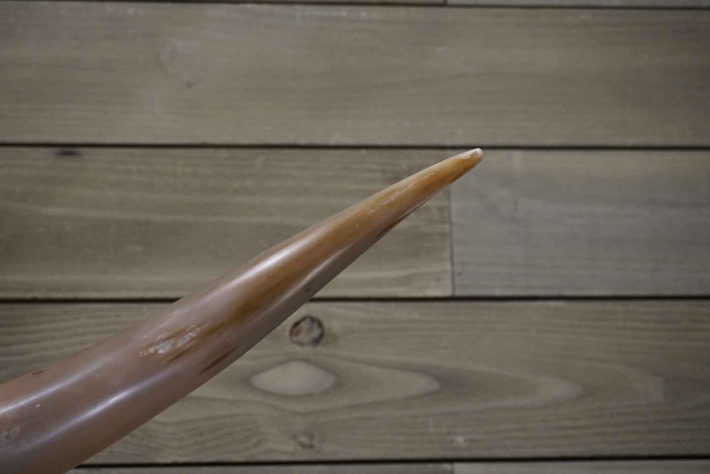 5' 9" Longhorn Wall Mount #244