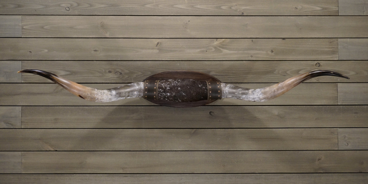 5' 8" Longhorn Wall Mount #243