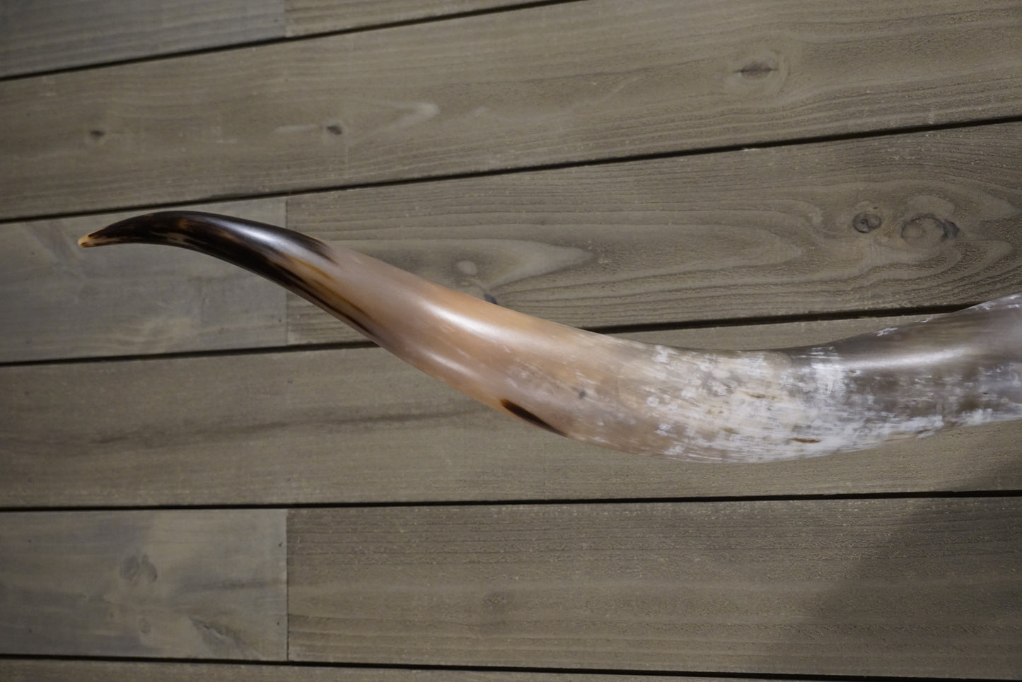 5' 8" Longhorn Wall Mount #243