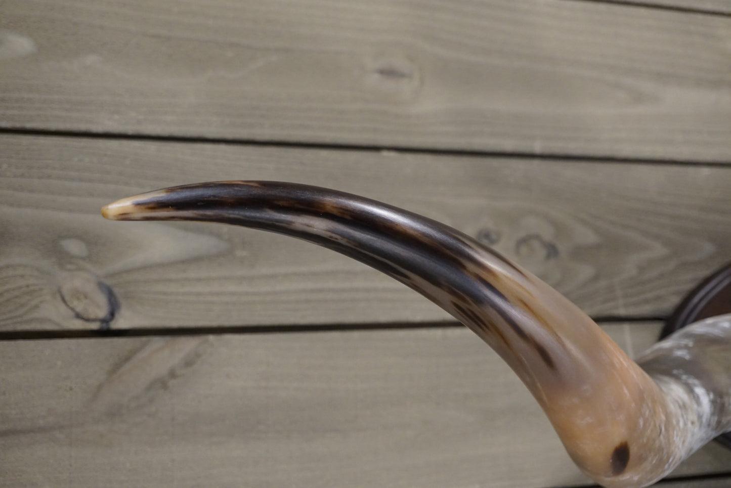 5' 8" Longhorn Wall Mount #243