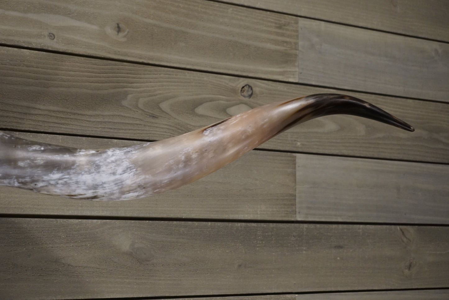 5' 8" Longhorn Wall Mount #243