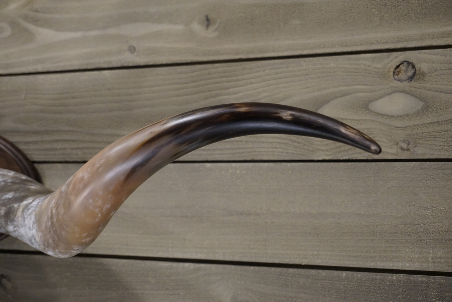 5' 8" Longhorn Wall Mount #243