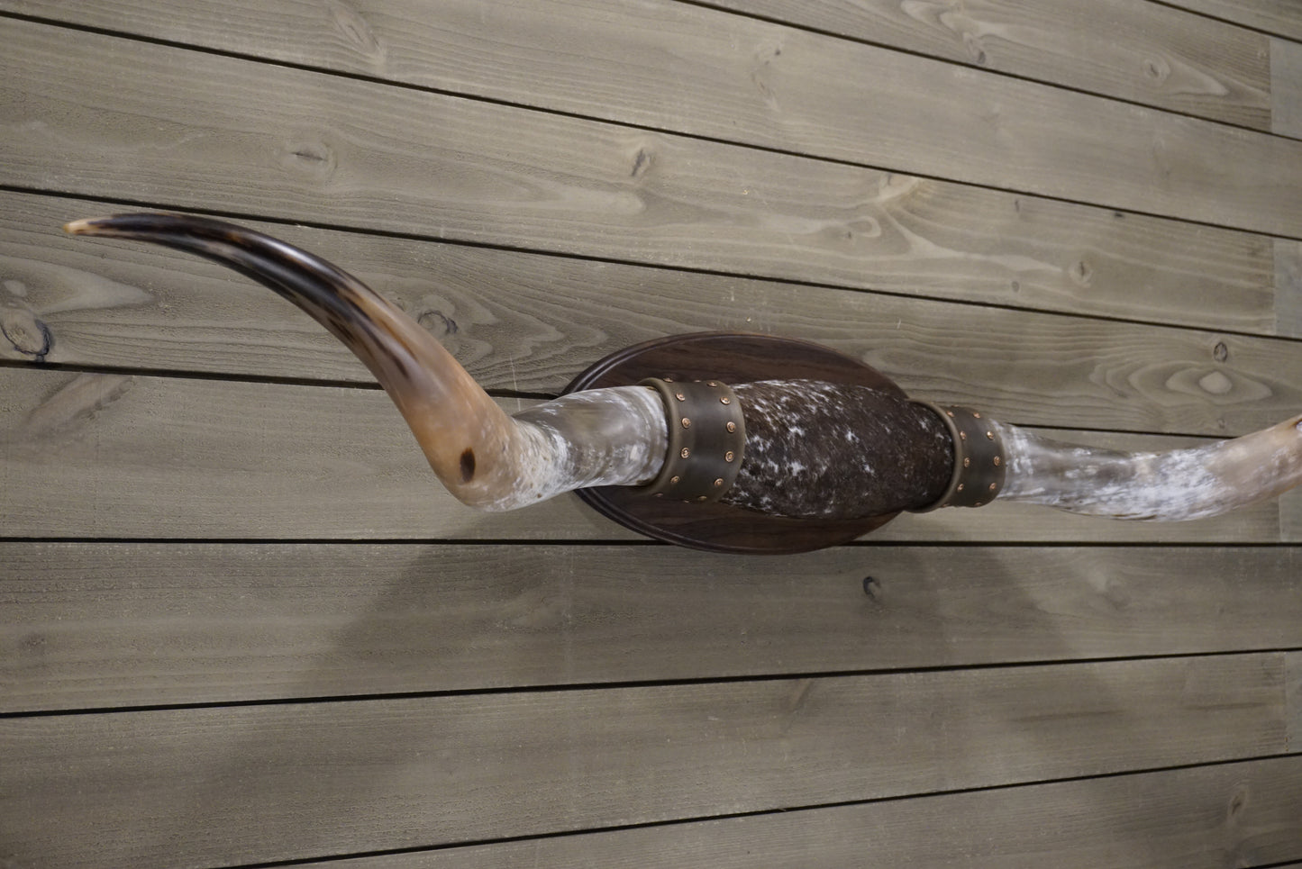 5' 8" Longhorn Wall Mount #243