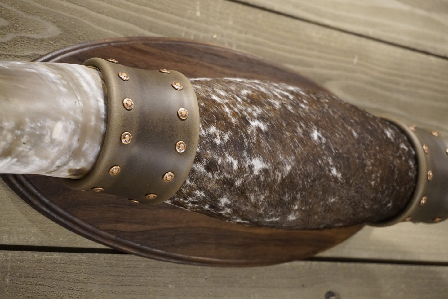 5' 8" Longhorn Wall Mount #243