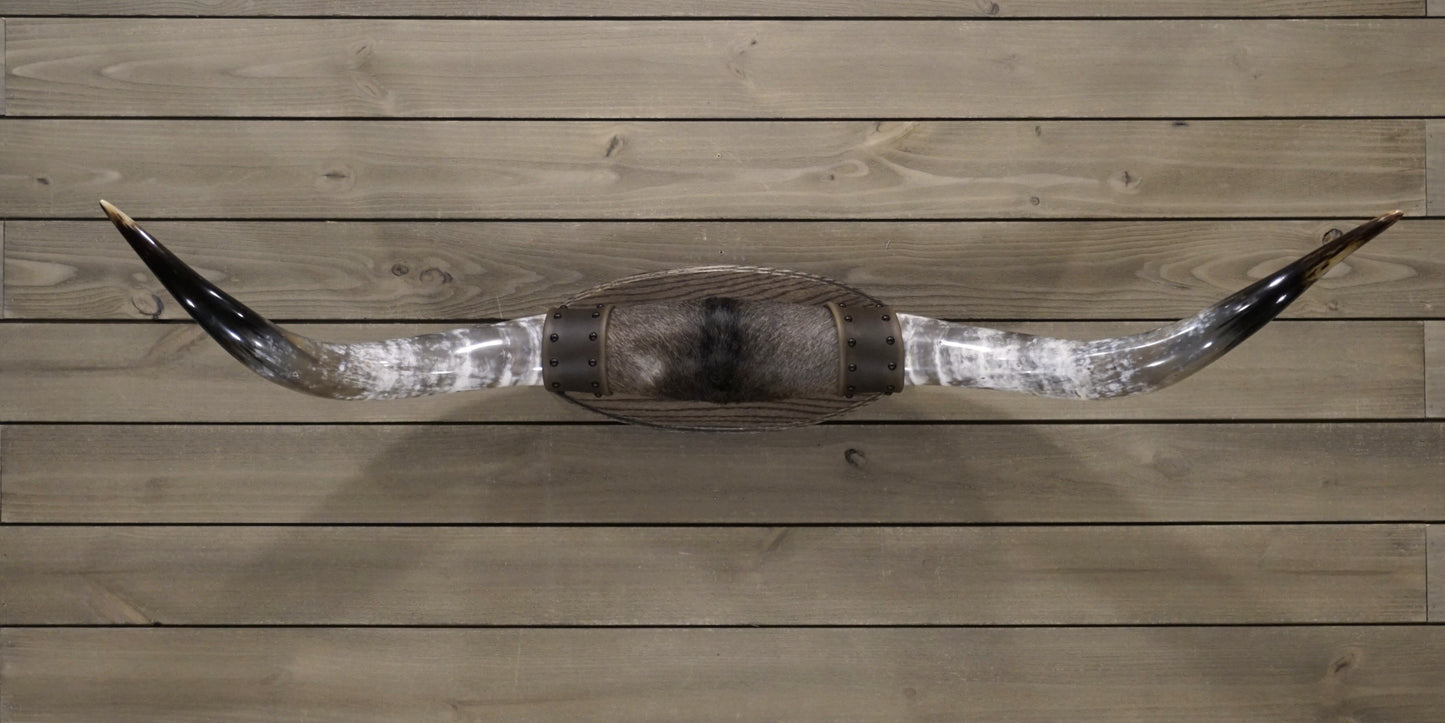 4' 11" Longhorn Wall Mount #246